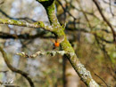 Robin - Rudzik